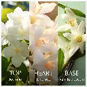 CHANSON D'EAU JASMINE W EDT 100 ML 