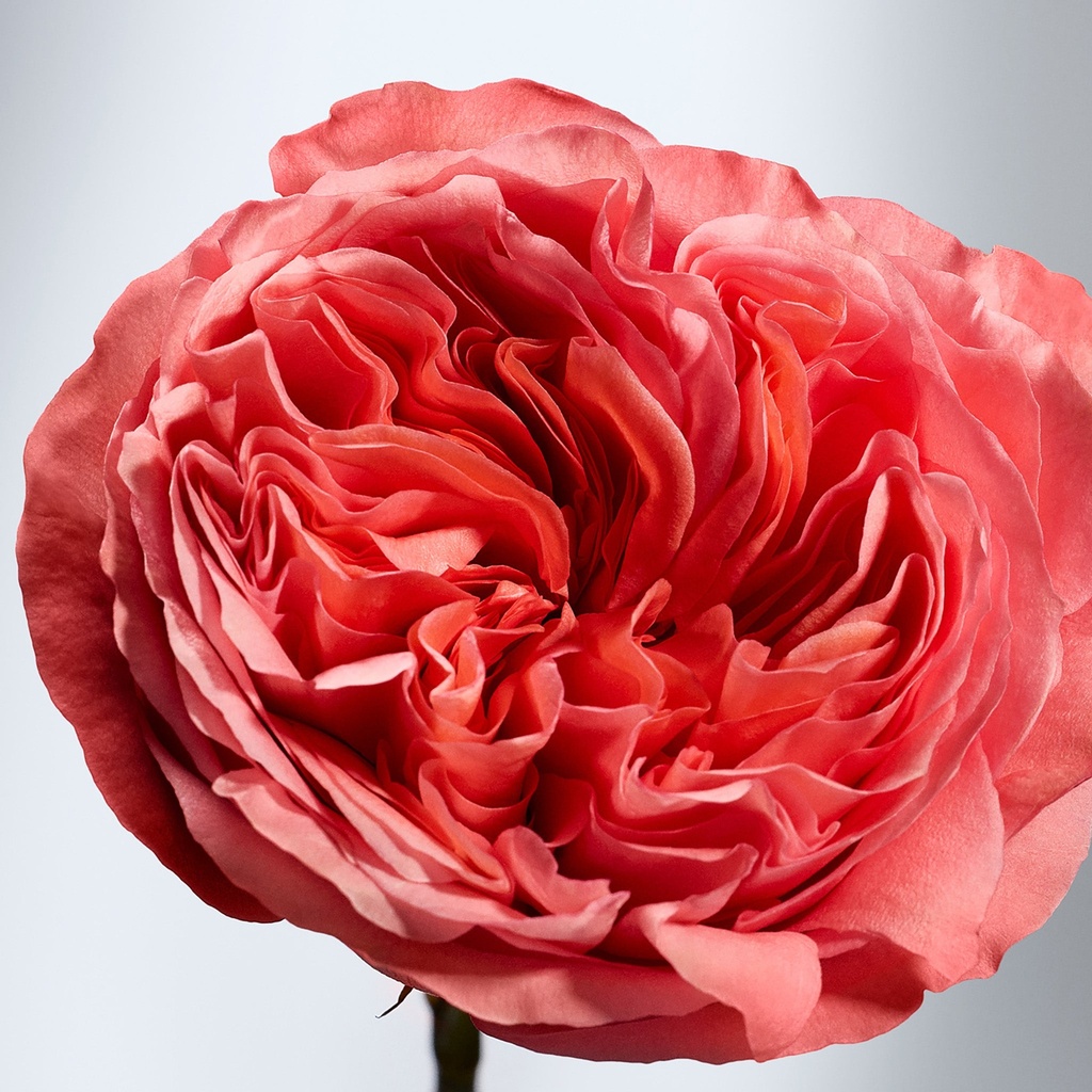 THE BODY SHOP BRITISH ROSE BUTTER 200 ML 